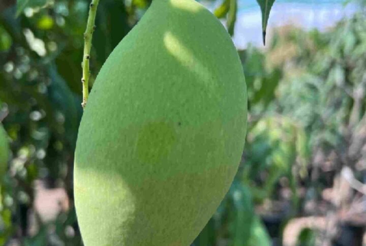 Buy Mango Thailand | Premium Mango Trees UAE