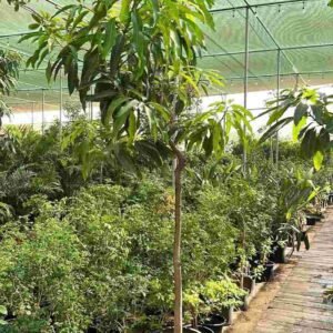 Buy Mango Tree China | Exotic Mango Plants UAE
