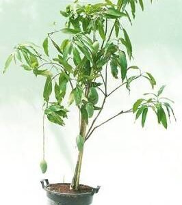 Buy Mango Trees - Sweet Mangoes for Your Garden | Plantshop.me