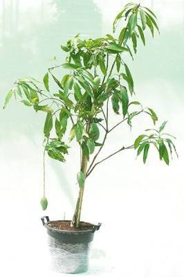 Buy Mango Trees - Sweet Mangoes for Your Garden | Plantshop.me