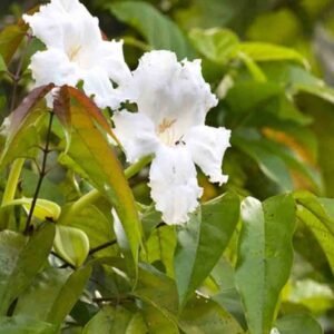 Buy Mangrove Trumpet Tree or Dolichandrone Spathacea Plants