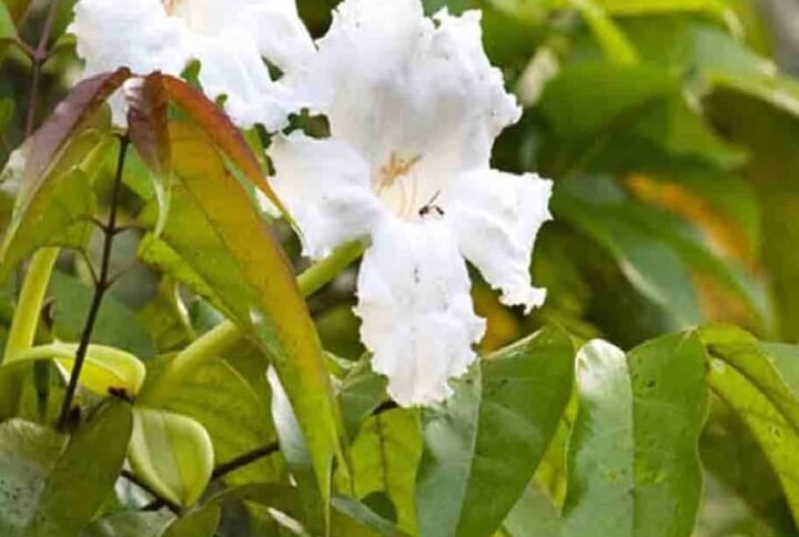 Buy Mangrove Trumpet Tree or Dolichandrone Spathacea Plants