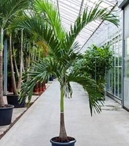 Buy Manila Palm | Plantshop.me UAE