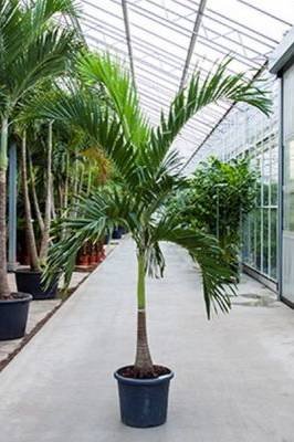 Buy Manila Palm | Plantshop.me UAE