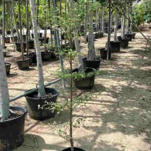 Buy Mantaly Tree (بوسيدا – شجرة المظلّة) | Plantshop.me