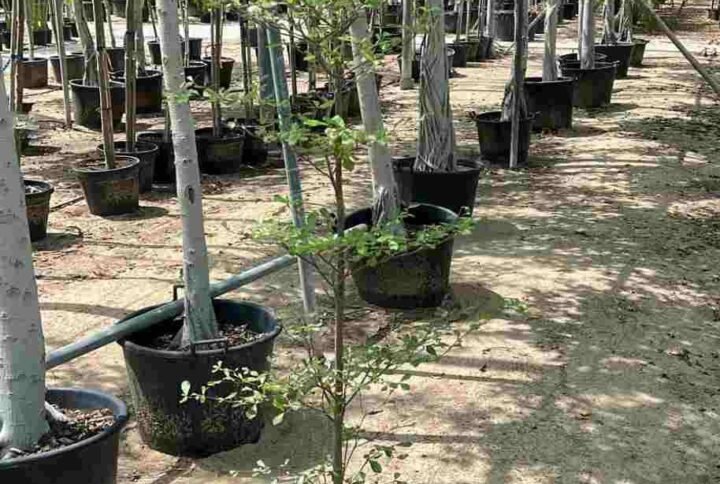 Buy Mantaly Tree (بوسيدا – شجرة المظلّة) | Plantshop.me
