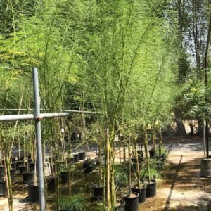 Buy Mexican Palo Verde - Drought-Tolerant Tree for UAE Gardens