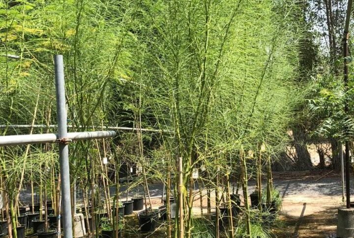 Buy Mexican Palo Verde - Drought-Tolerant Tree for UAE Gardens