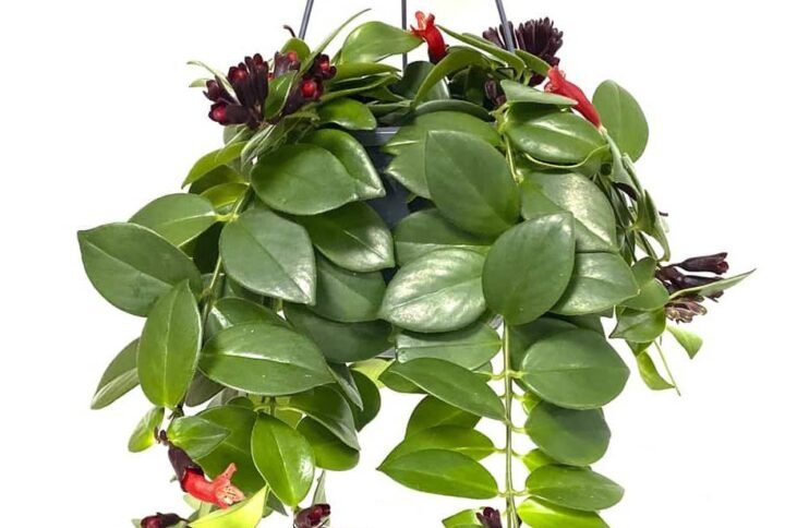 Buy Monalisa Lipstick Plant Hanging | Plantshop.me