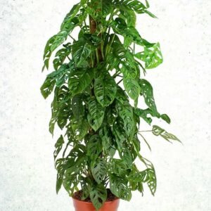 Buy Monstera Adansonii Tall | Stylish Indoor Plant UAE