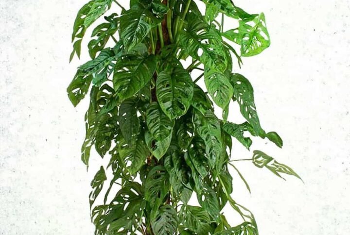Buy Monstera Adansonii Tall | Stylish Indoor Plant UAE