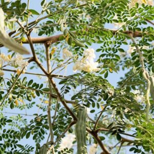 Buy Moringa Tree Seeds - Plantshop.me UAE