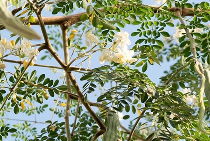 Buy Moringa Tree Seeds - Plantshop.me UAE