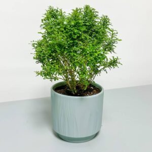 Buy Murraya Dwarf Bonsai | Best Indoor Plants UAE | Plantshop.me