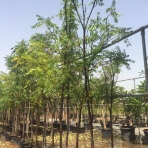 Buy Neem Tree Online - Premium Neem Trees at Plantshop.me