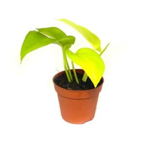 Buy Neon Pothos Mini - Vibrant Miniature | Plantshop.me