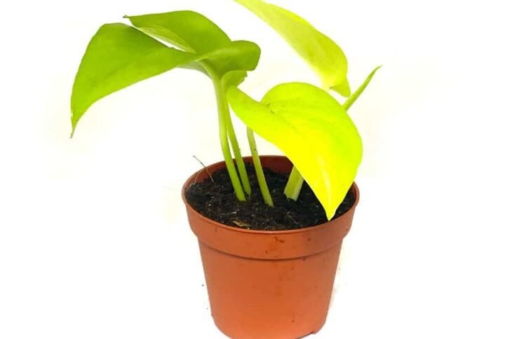 Buy Neon Pothos Mini - Vibrant Miniature | Plantshop.me