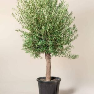 Buy Olea Europa - Olive Tree Thick Trunk | Plantshop.me UAE