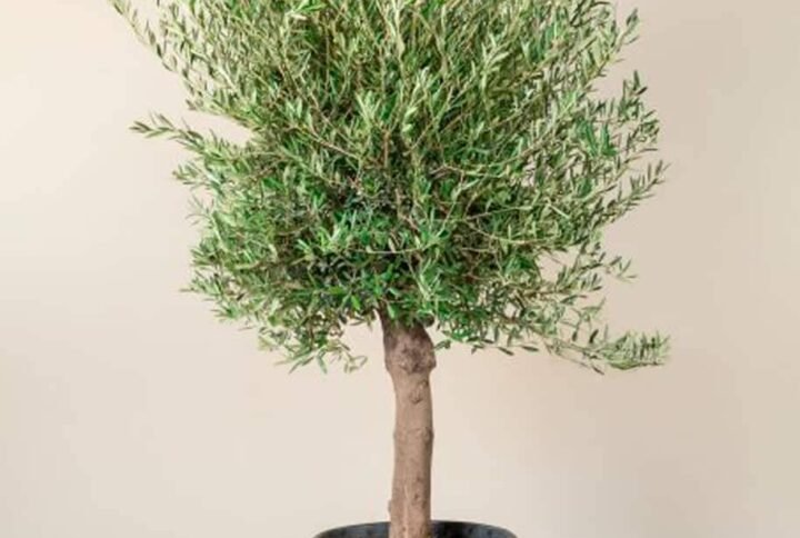 Buy Olea Europa - Olive Tree Thick Trunk | Plantshop.me UAE