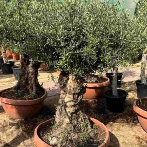 Buy Olea Europa Tarrina - Olive Tree | Plantshop.me UAE