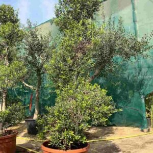 Buy Olea europaea Spiral - Olive Tree | Plantshop.me UAE