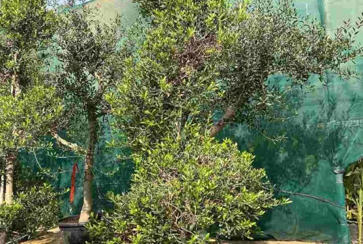Buy Olea europaea Spiral - Olive Tree | Plantshop.me UAE