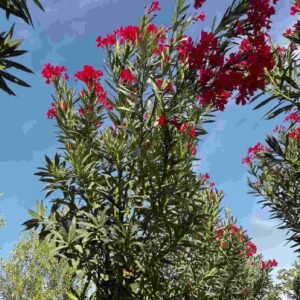 Buy Oleander Single Head Tall | UAE Delivery