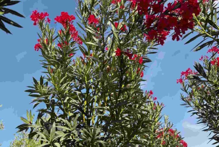 Buy Oleander Single Head Tall | UAE Delivery