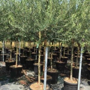 Buy Olive Single Head Tree | Plantshop.me UAE