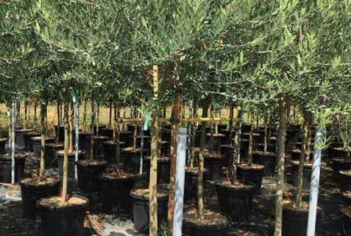 Buy Olive Single Head Tree | Plantshop.me UAE