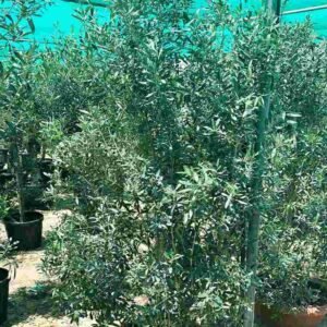 Buy Olive Spain Bushy Tree | Plantshop.me UAE