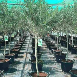 Buy Olive Tree 180cm | Plantshop.me UAE