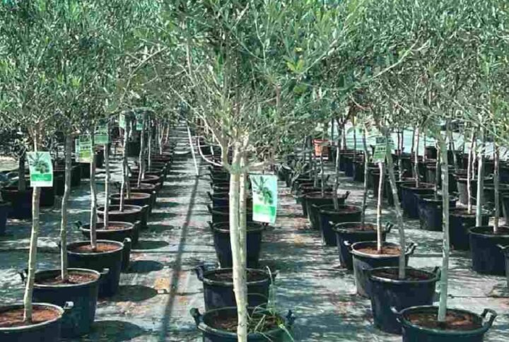 Buy Olive Tree 180cm | Plantshop.me UAE