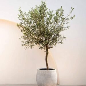 Buy Olive Tree Olea Europea - Quality Olives at Plantshop.me