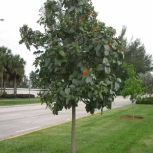 Buy Orange Geiger Tree | Plantshop.me UAE