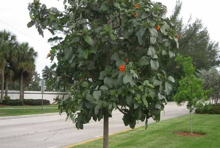 Buy Orange Geiger Tree | Plantshop.me UAE