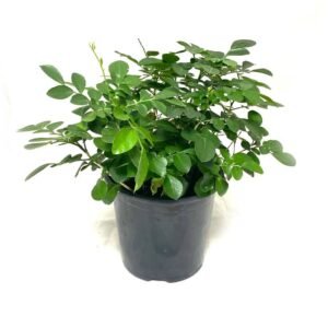 Buy Orange Jasmine Indoor Plant - Plantshop.me