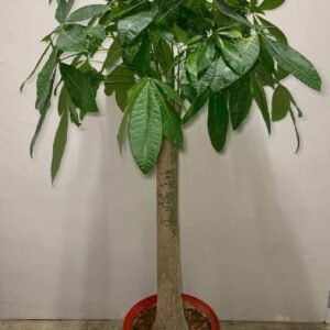 Buy Pachira Aquatica China Online UAE