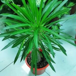 Buy Pachypodium Lamerei or Madagascar Palm | Plantshop.me
