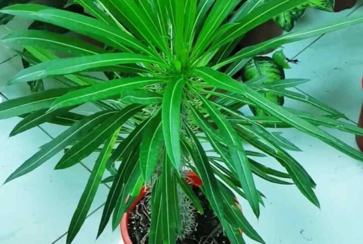 Buy Pachypodium Lamerei or Madagascar Palm | Plantshop.me