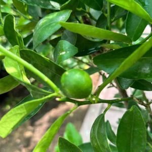 Buy Pakistan Lime | Fresh Lime Trees UAE