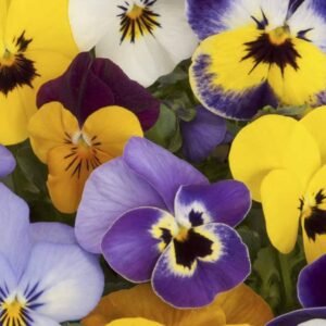 Buy Pansy Mix Color Seeds | Plantshop.me