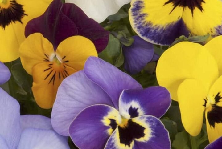 Buy Pansy Mix Color Seeds | Plantshop.me