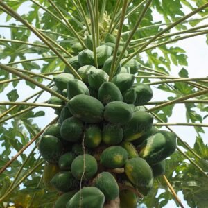 Buy Papaya Plants & Seeds - Plantshop.me UAE