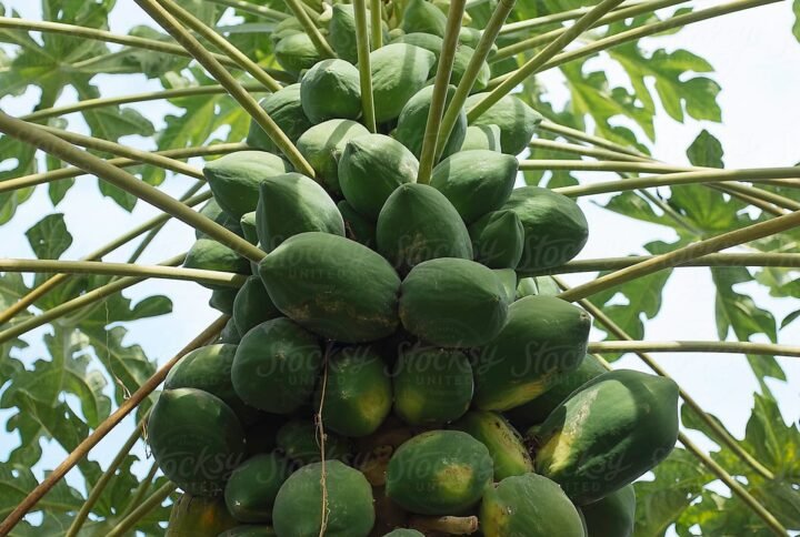 Buy Papaya Plants & Seeds - Plantshop.me UAE