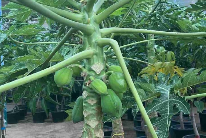 Buy Papaya Tall Plant | Fresh Papaya Trees in UAE