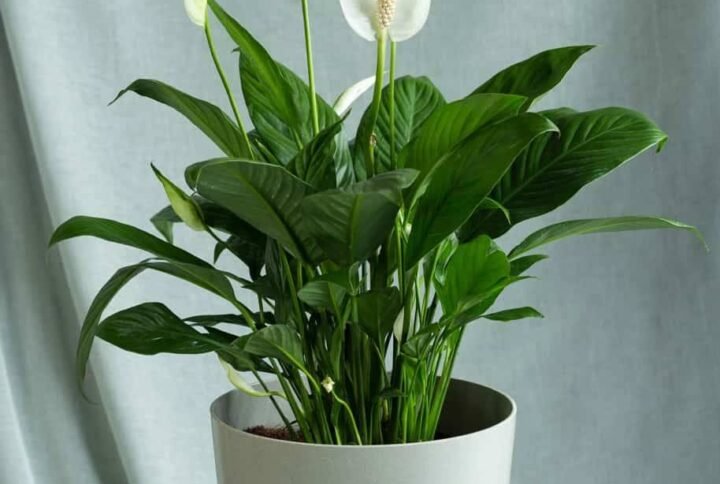 Buy Peace Lily | Plantshop.me UAE
