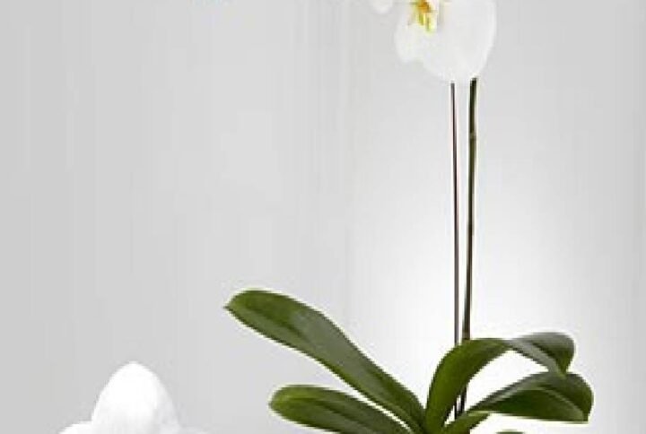 Buy Phalaenopsis Orchid Holland Single Stem Online
