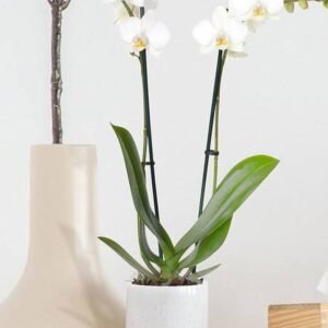 Buy Phalaenopsis Orchid Thailand 2 Stem Online