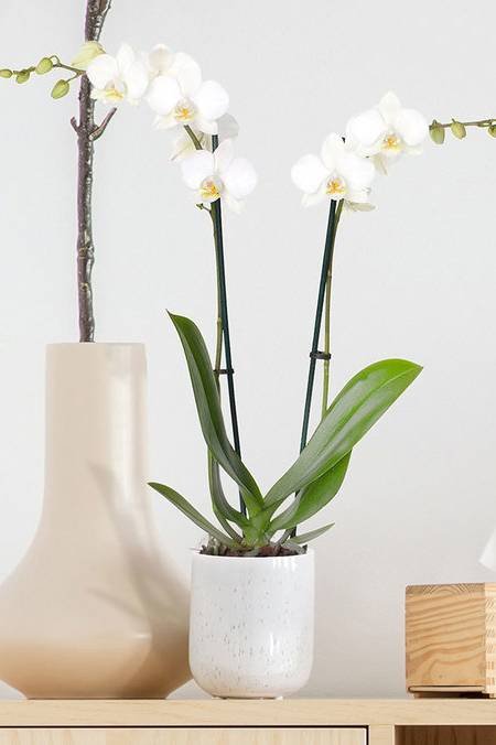 Buy Phalaenopsis Orchid Thailand 2 Stem Online